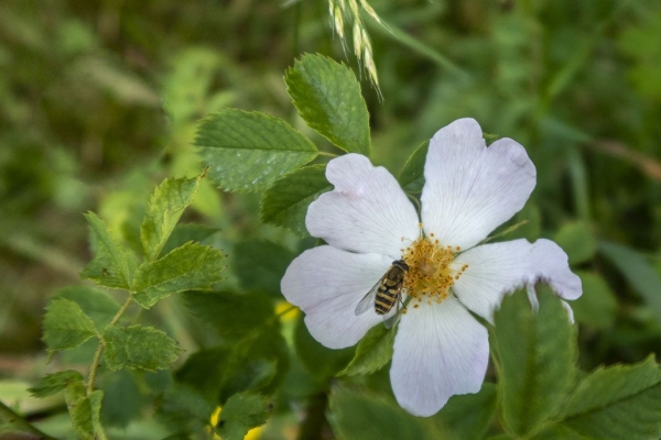 Fleur